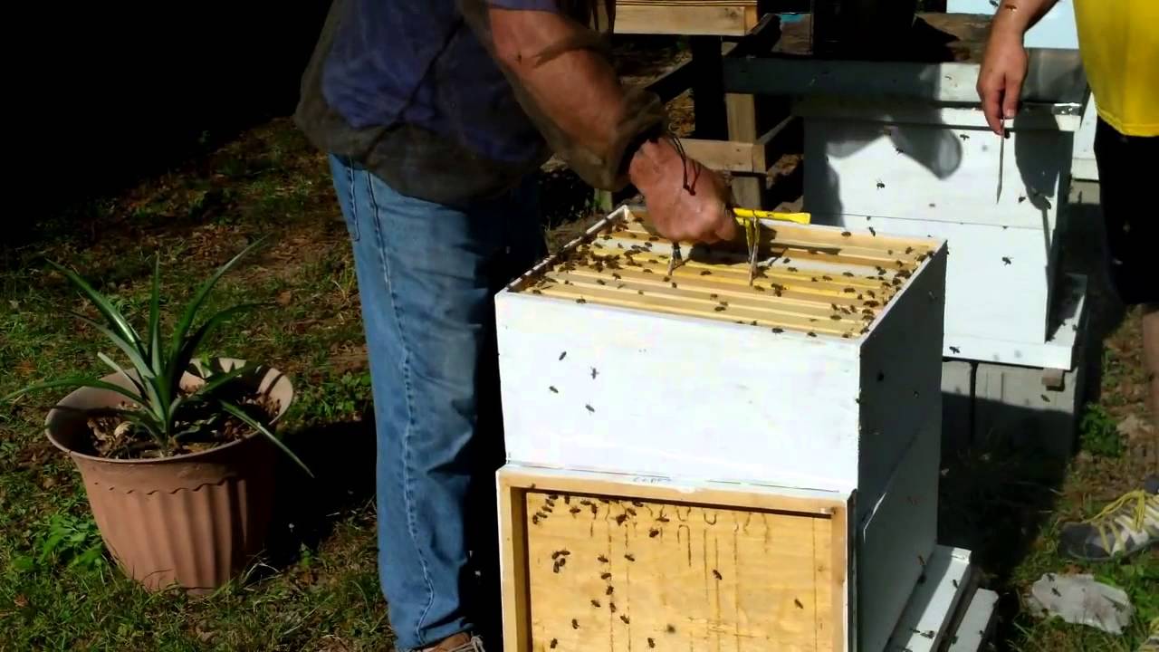 Smoke, sweat and lots of honey