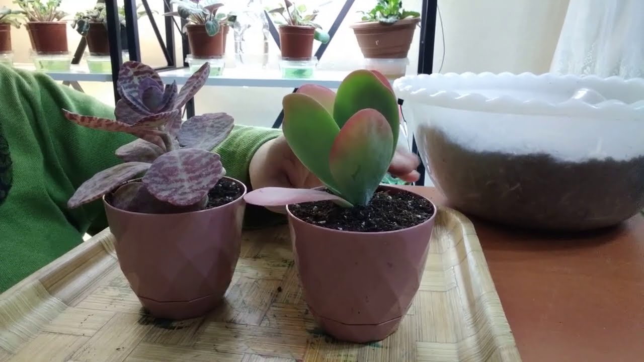 KALANŞO CİĞER THYRSİFLORA  VE KALANŞO HUMİLİS (DESERT SURPRİSE) SAKSI DEĞİŞİMİ VE BAKIMI