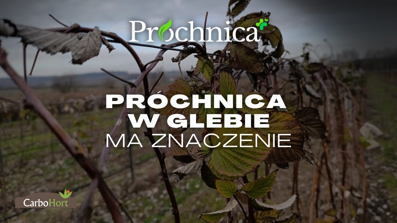 Na co zwracać uwagę przy badaniu kondycji gleby? I #Próchnica+