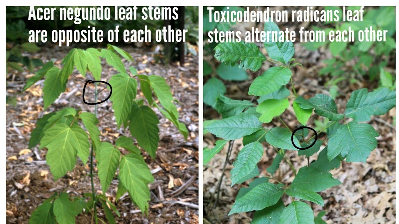 *SHORT* Boxelder Maple