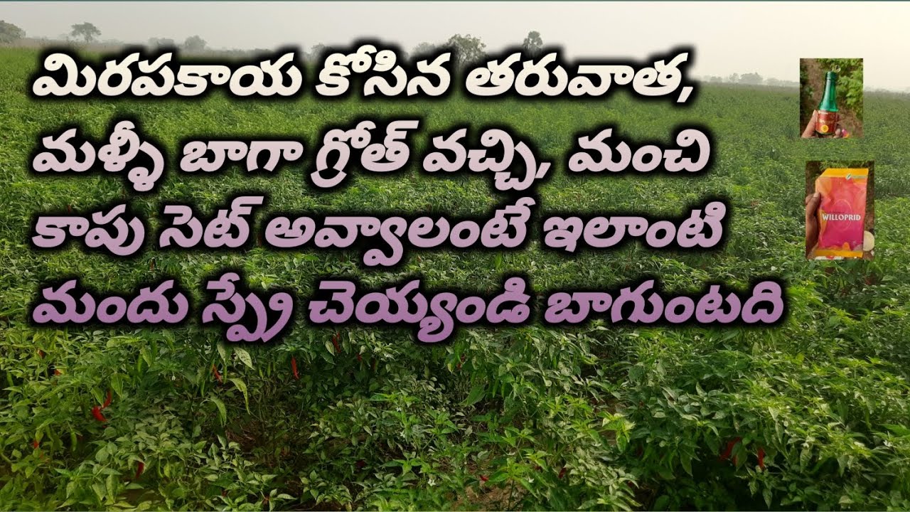 మిరపకాయ కోసినతరువాత మళ్ళీ#గ్రోత్ బాగావచ్చి#మళ్ళీ కాపుమంచిగా సెట్ #అవ్వాలంటే మీరుకూడా ఈమందు కొట్టండి 