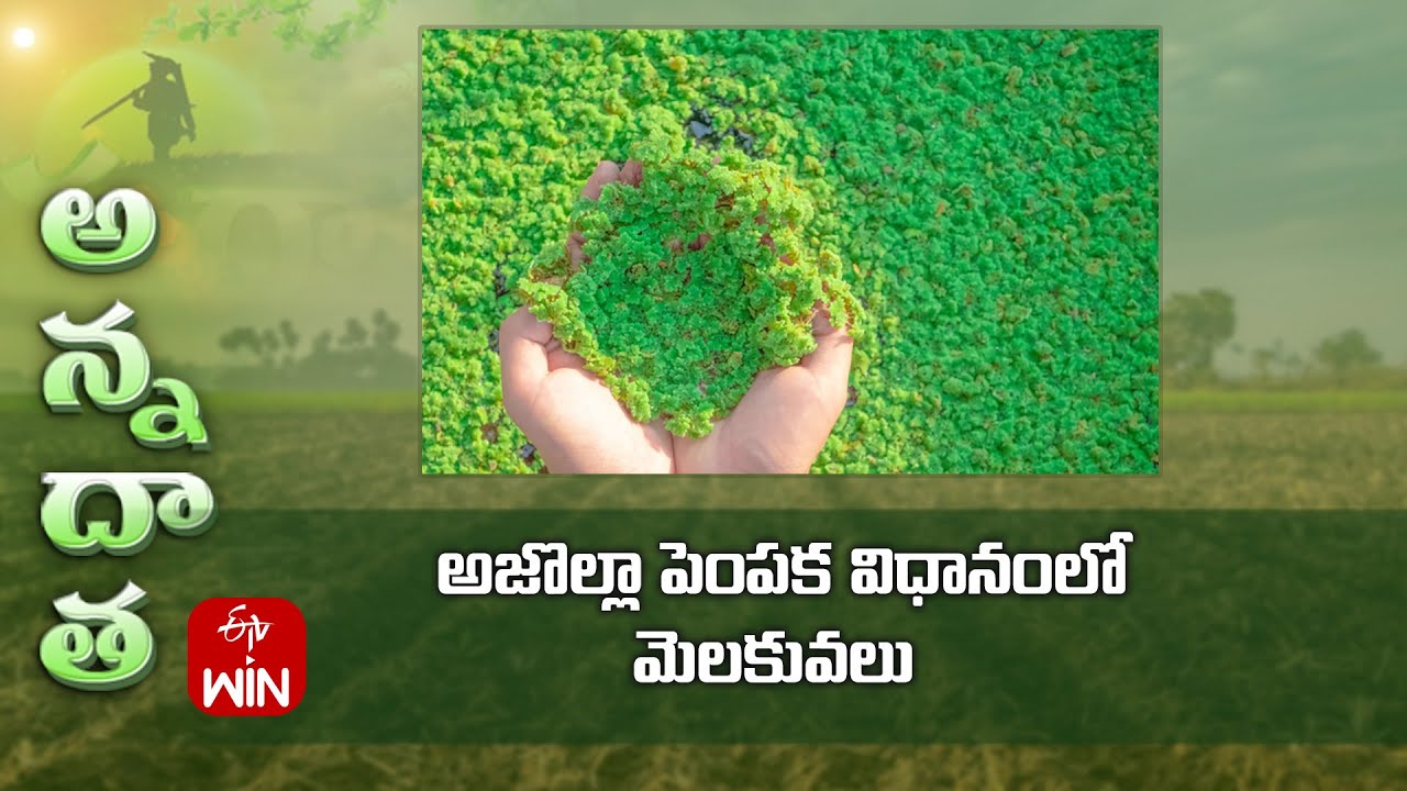 Azolla cultivation process | ETV