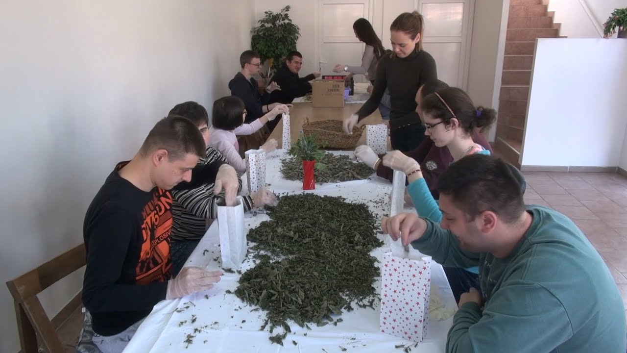 Kako nastaju hidrolati i kreme od ljekovitog bilja? Zlatno klasje #286