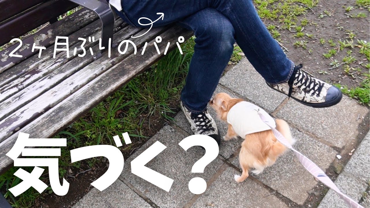 散歩中にいるはずのないパパに遭遇したチワワの反応が予想外だったw【ドッキリ】