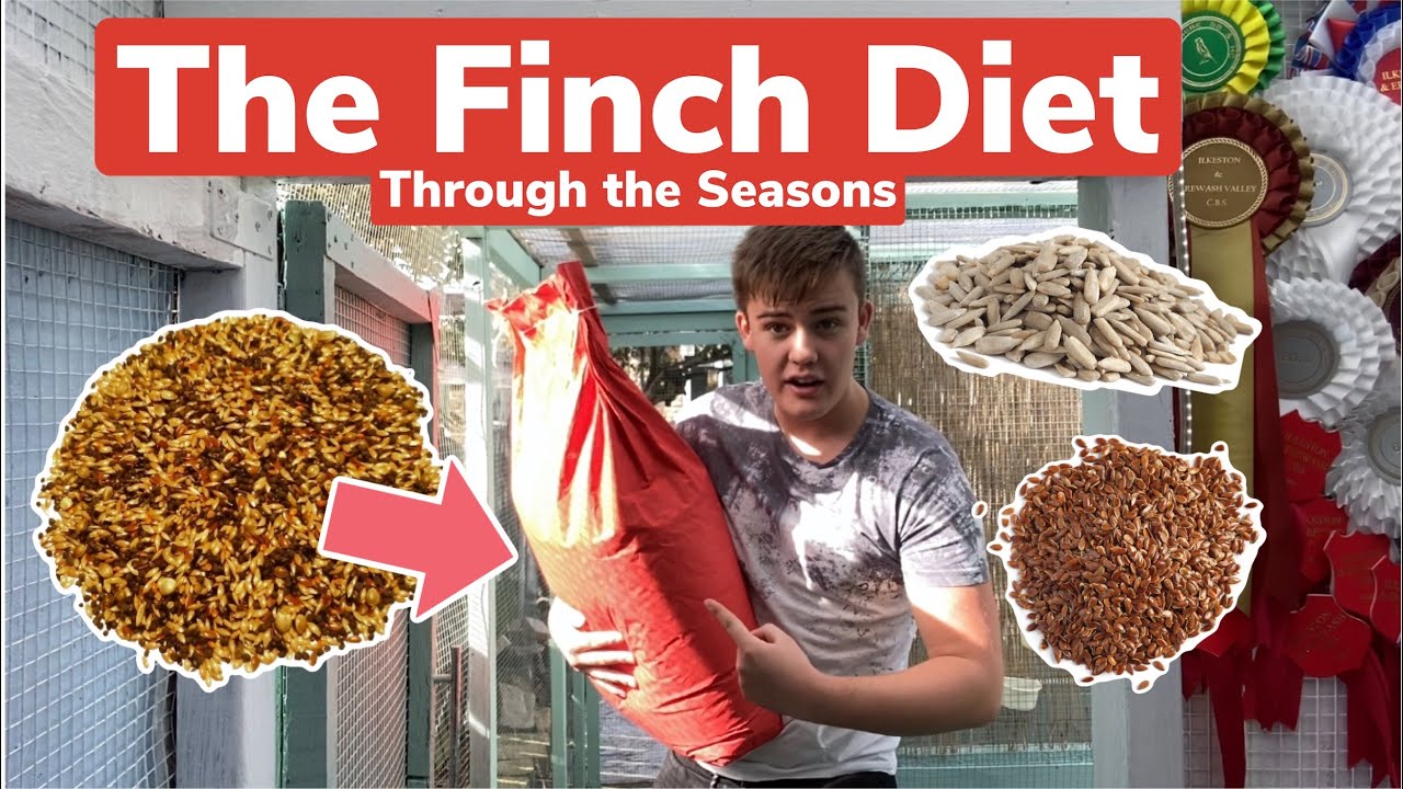A Finches Diet & Seeds through the Seasons | + how often to feed vegetables