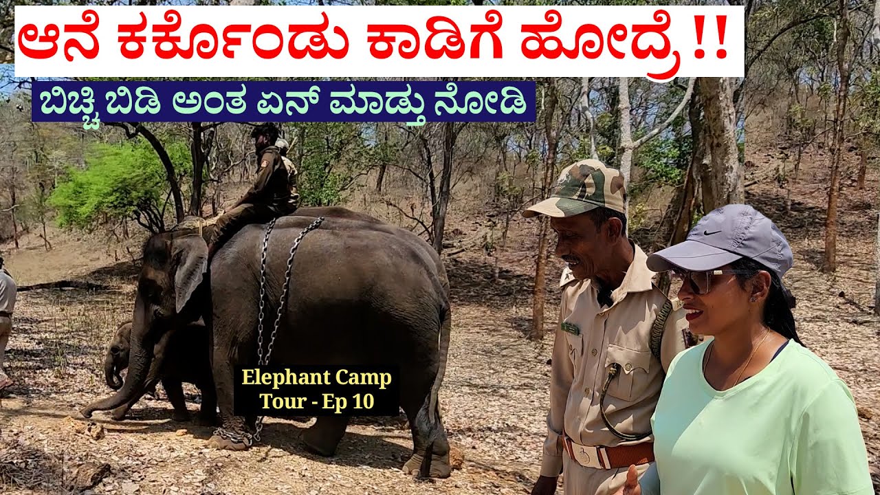 23 ಆನೆ ಮೇಯಿಸಲು ಹೊರಟೆವು ಕಾಡಿಗೆ ! ಆನೆ ಜಾಡು ಹಿಡಿಯುವ ಮಾವುತರ ತಂತ್ರ! #NandiniKL-Sakrebyle Elephant Camp-10