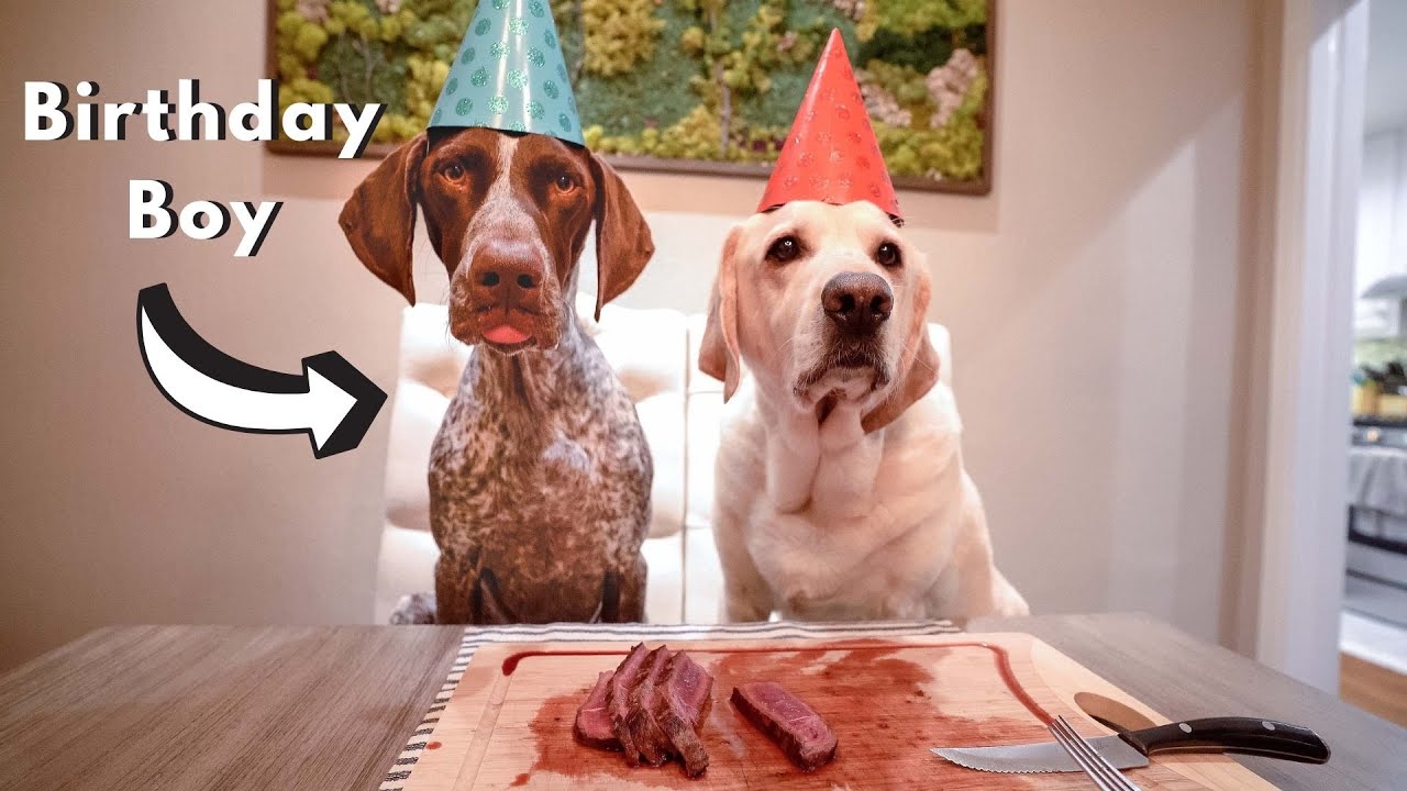 Dogs get mesmerized by STEAK! 😋