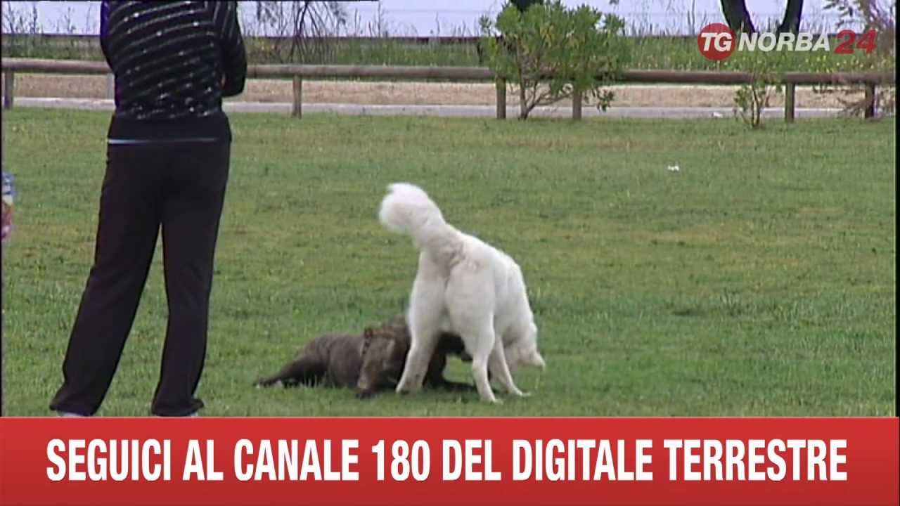 BARI VIVERE CON IL CANE,ROBERTO MARCHESINI