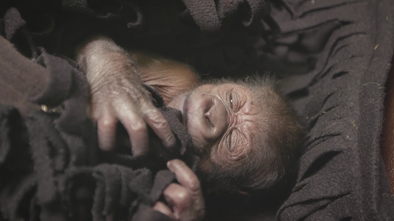 Welcoming Newborn Western Lowland Gorilla