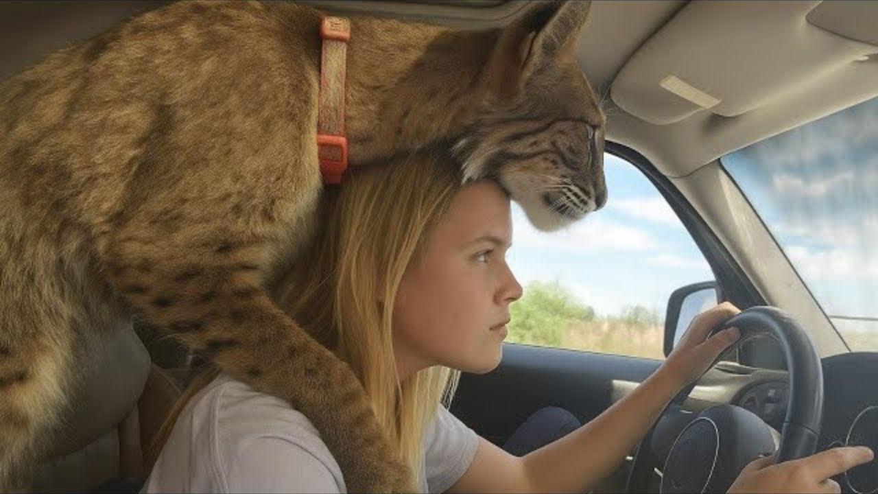 Je Vis Avec le Lynx Roux Rescapé Qui Se Comporte Comme un Chien - ESSAYEZ DE NE PAS RIRE
