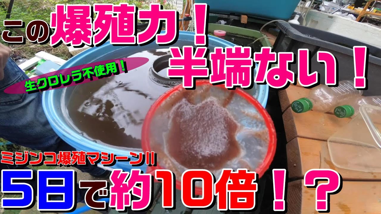 【コスパ最強！生クロレラ不使用！】ミジンコが５日で約１０倍まで増えるマシーン！？画期的高性能！#ミジンコ増殖装置 #ミジンコ培養装置#ミジンコの増やし方