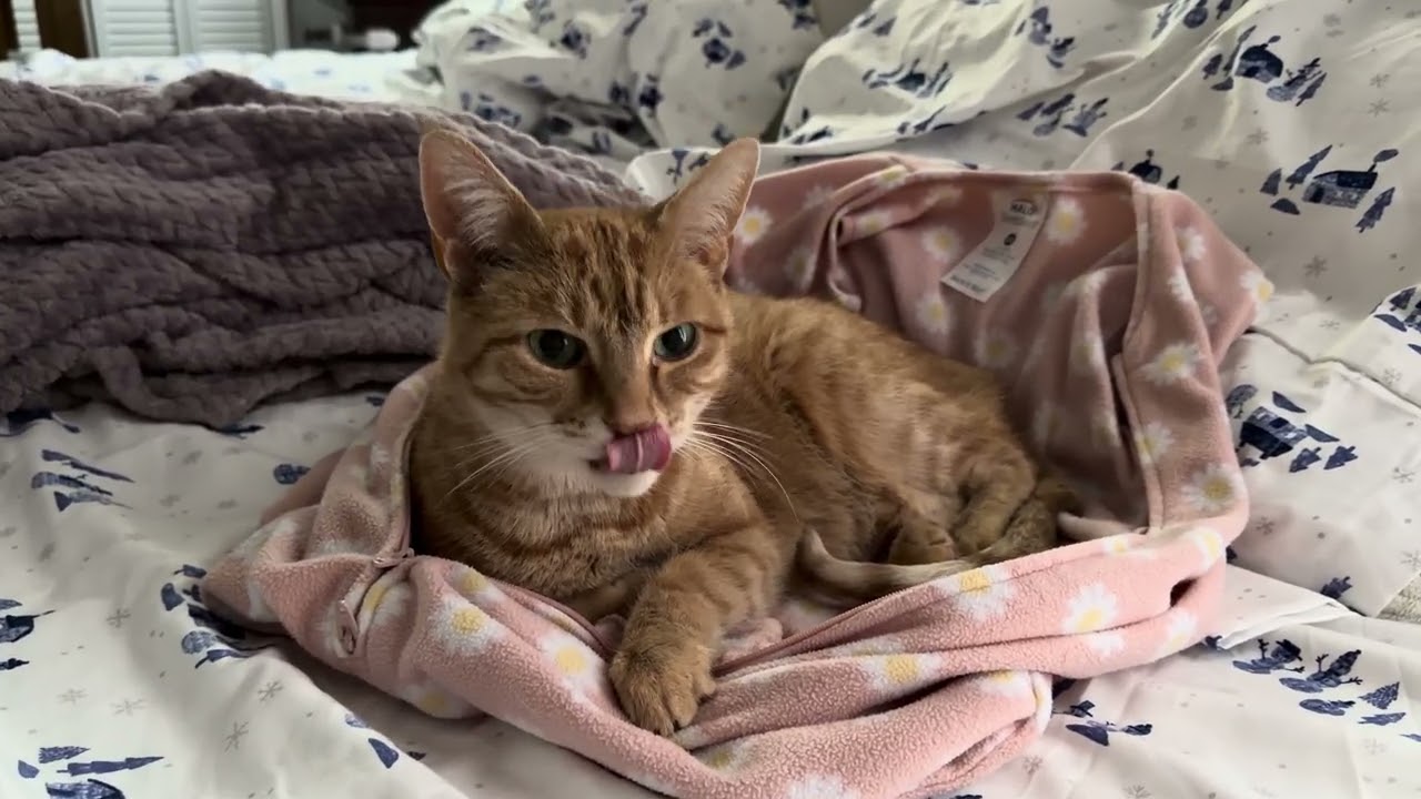 Кошкам во Флориде холодно 😹 Кошачьи объятия