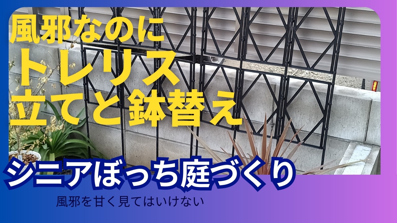 トレリスを立てる☆54　＃ガーデニング　＃トレリス　＃初心者　＃風邪