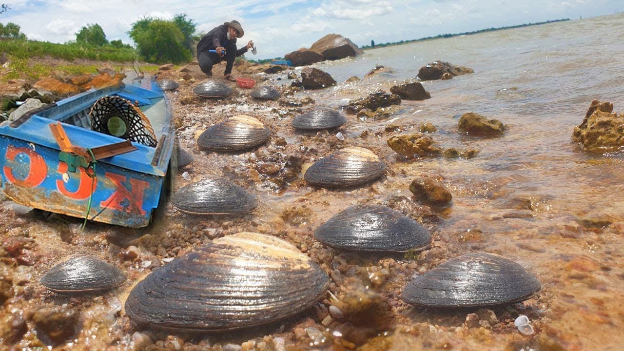 Wow wow wow I found a lot of eggs & big clams in big river Ang Tropeang Tmor for food today