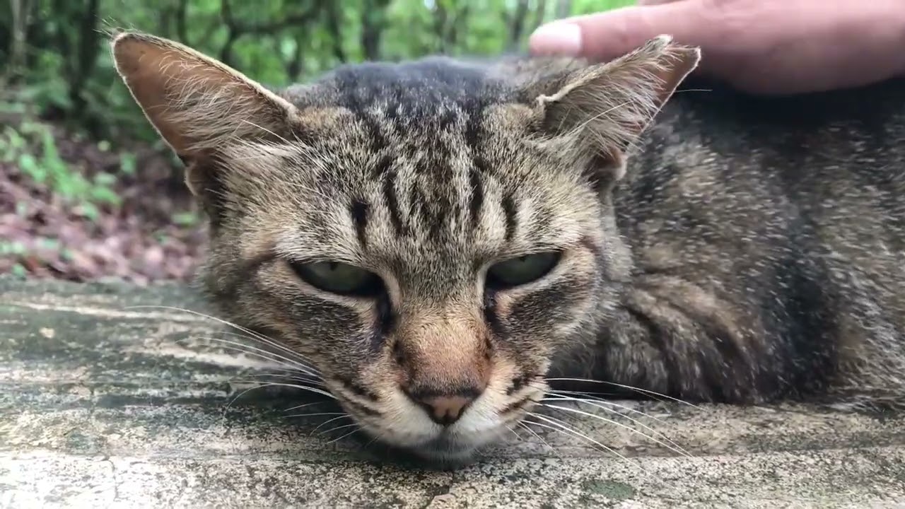 Gentle Moments Petting a Cat in the Forest