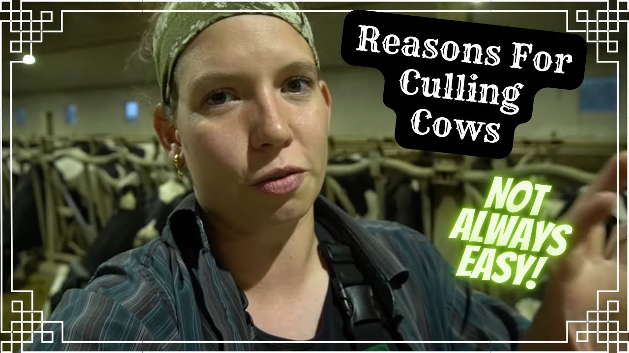Why We Cull Cows