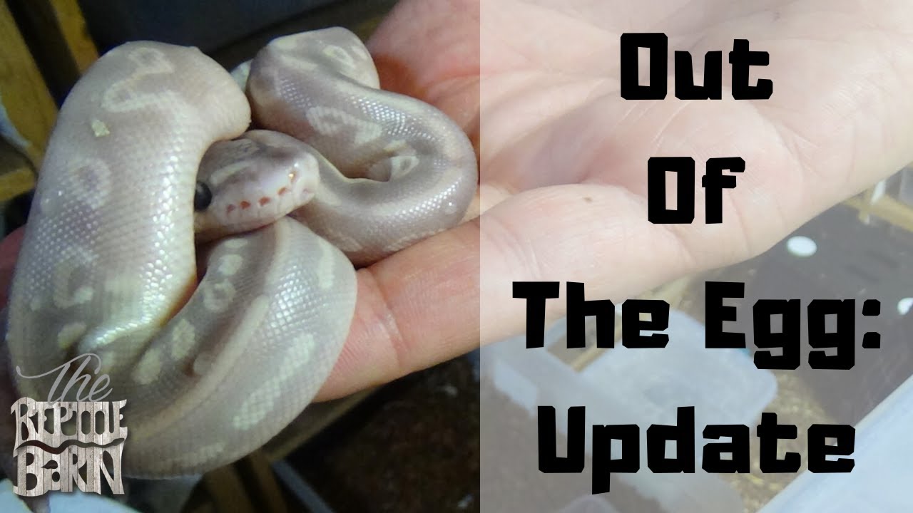 Clutch Update: Mystic Potion Ball Python Clutch Out Of The Egg