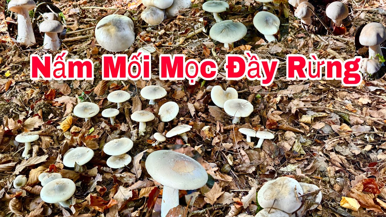 CHƯA BAO GIỜ TRÚNG MÁNH NẤM NHƯ HÔM NAY QUÁ XÁ MÊ