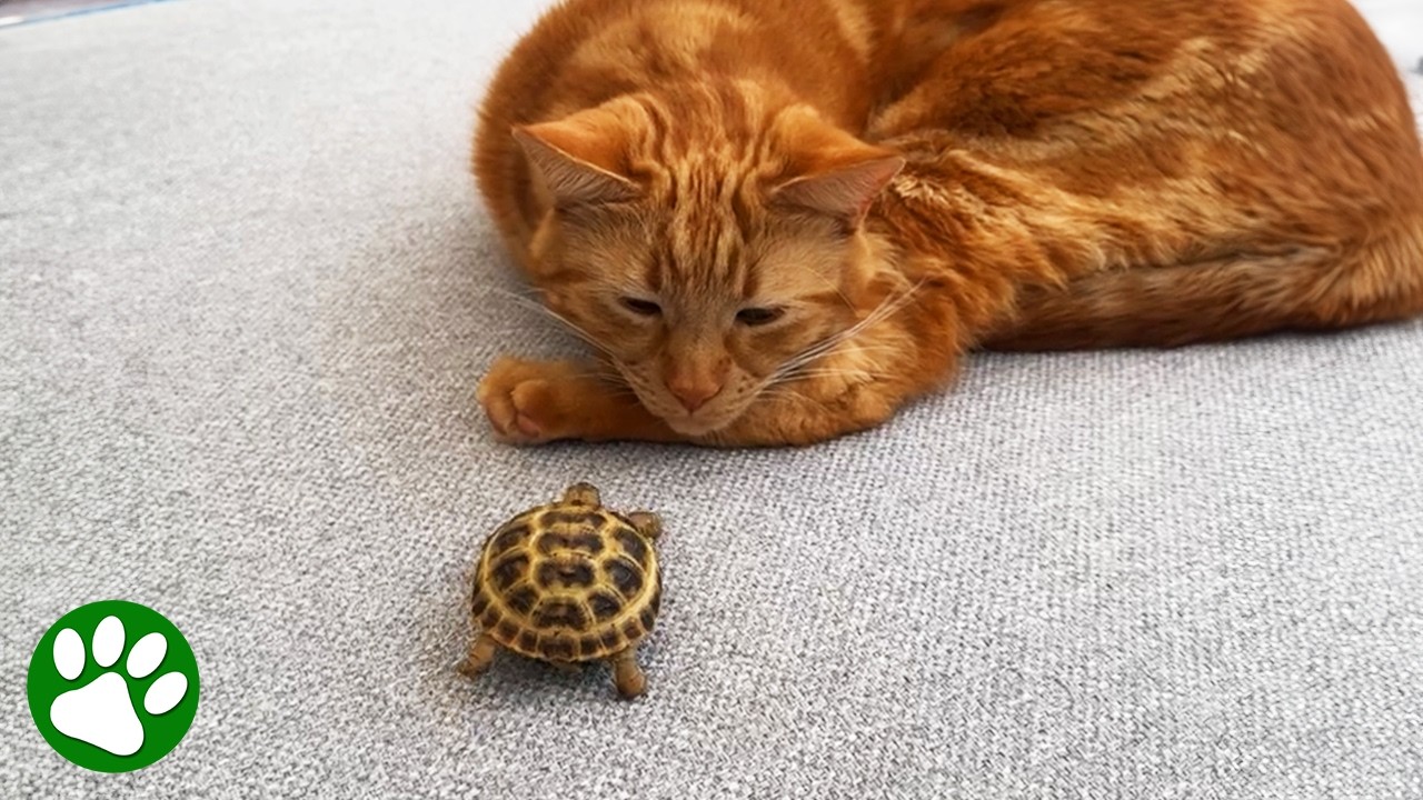 Cat falls in love with tortoise