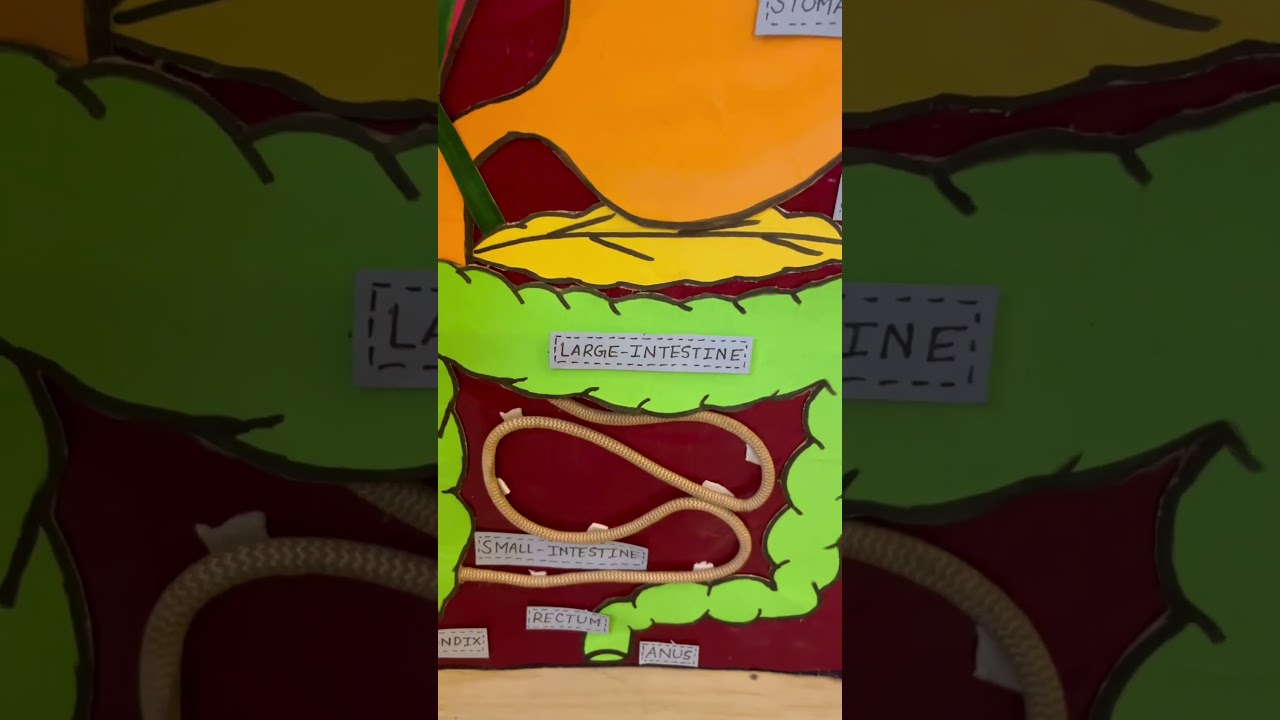 3d model on Human digestive system #scienceproject #sciencemodel #papercrafting #digestivesystem