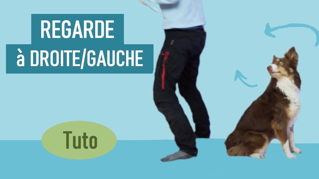 REGARDE À DROITE ET À GAUCHE : Un trick facile à apprendre !