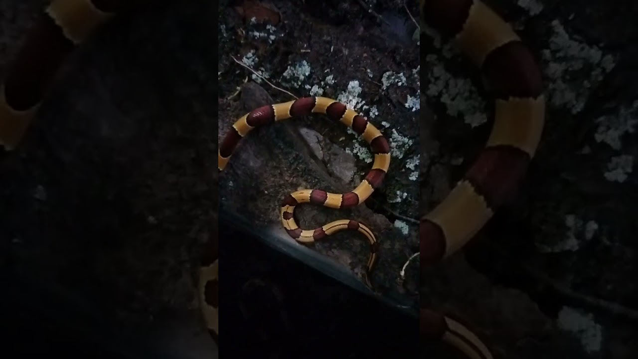 BAMBOO RAT SNAKE 😍