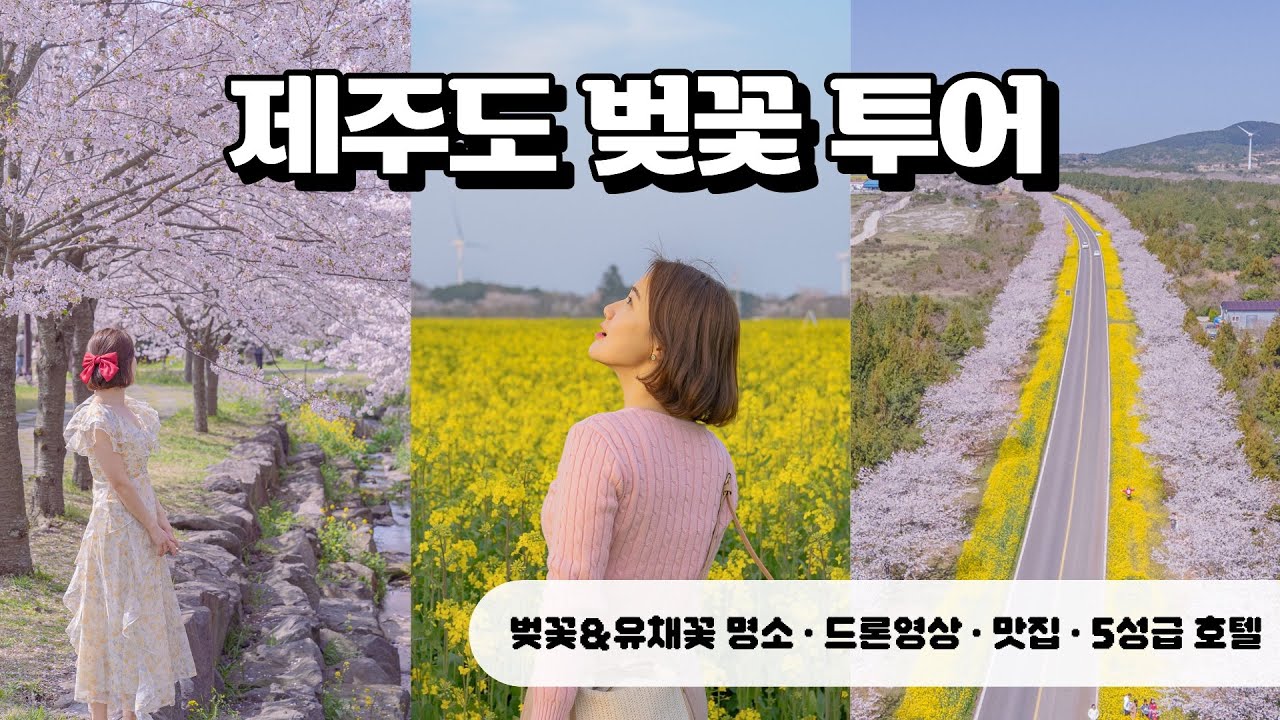 제주도 벚꽃 명소 12곳 총정리! 🌸 3박4일 제주여행 브이로그 & 드론 촬영 🍊 제주여행 추천 코스 벚꽃 & 유채꽃 절정시기