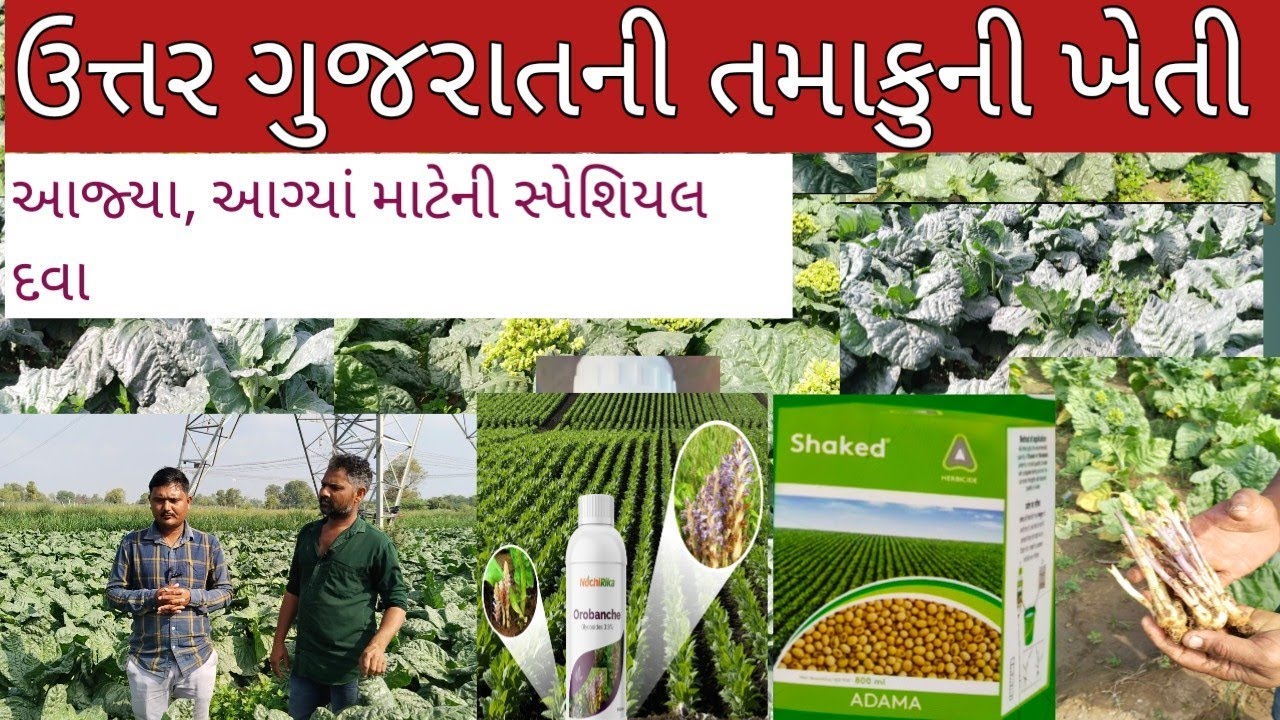 ઉત્તર ગુજરાતની તમાકુની ખેતી વિશે સંપૂર્ણ માહિતી|| Tobacco Farming ||तम्बाकू खेती पद्धति