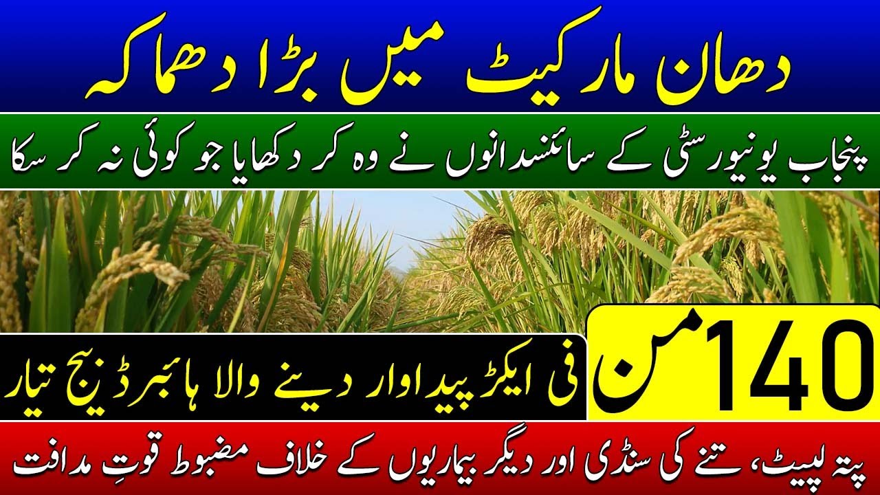 PU 786 Hybrid Rice Variety| 140 mounds per acre rice production in Pakistan|Kisan News TV| Binyamin 