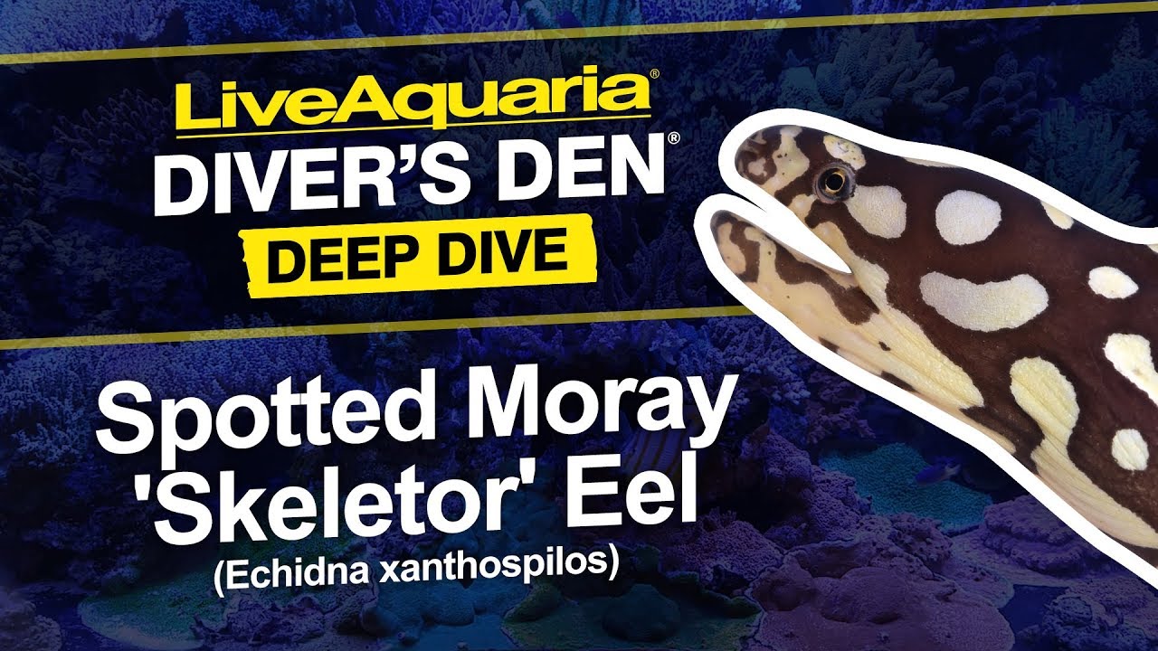 LiveAquaria® Diver’s Den® Deep Dive: Spotted Moray 'Skeletor' Eel (Echidna xanthospilos)