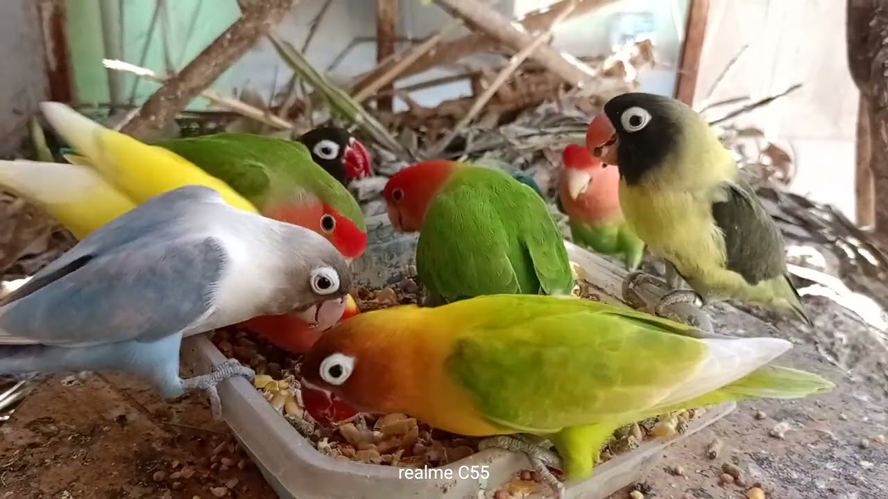 #agapornis