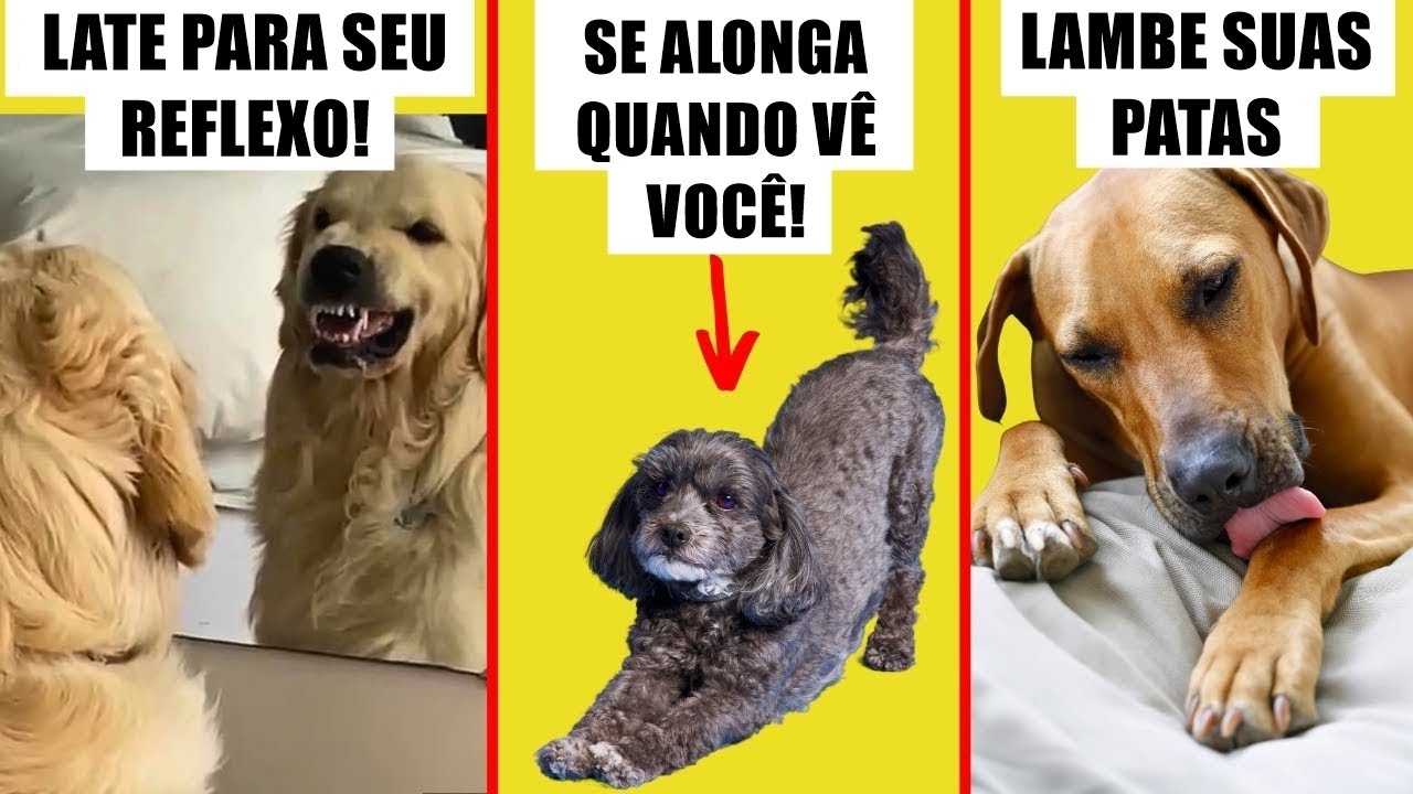 Você acha que sabe, mas não sabe! 🔥 24 COMPORTAMENTOS ESTRANHOS EXPLICADOS!