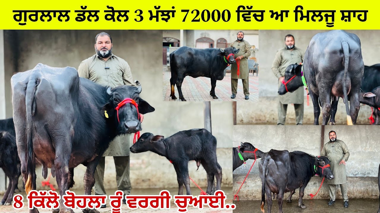 ਗੁਰਲਾਲ ਡੱਲ ਕੋਲ 3 ਮੱਝਾਂ ਝੋਟੀਆਂ ਵਿਕਾਊ ਤਾਜ਼ੀਆਂ ਸੂਈਆਂ/ 72000 ਤੋਂ ਮੁੱਲ ਸ਼ੁਰੂ/ ਤਰਨਤਾਰਨ 