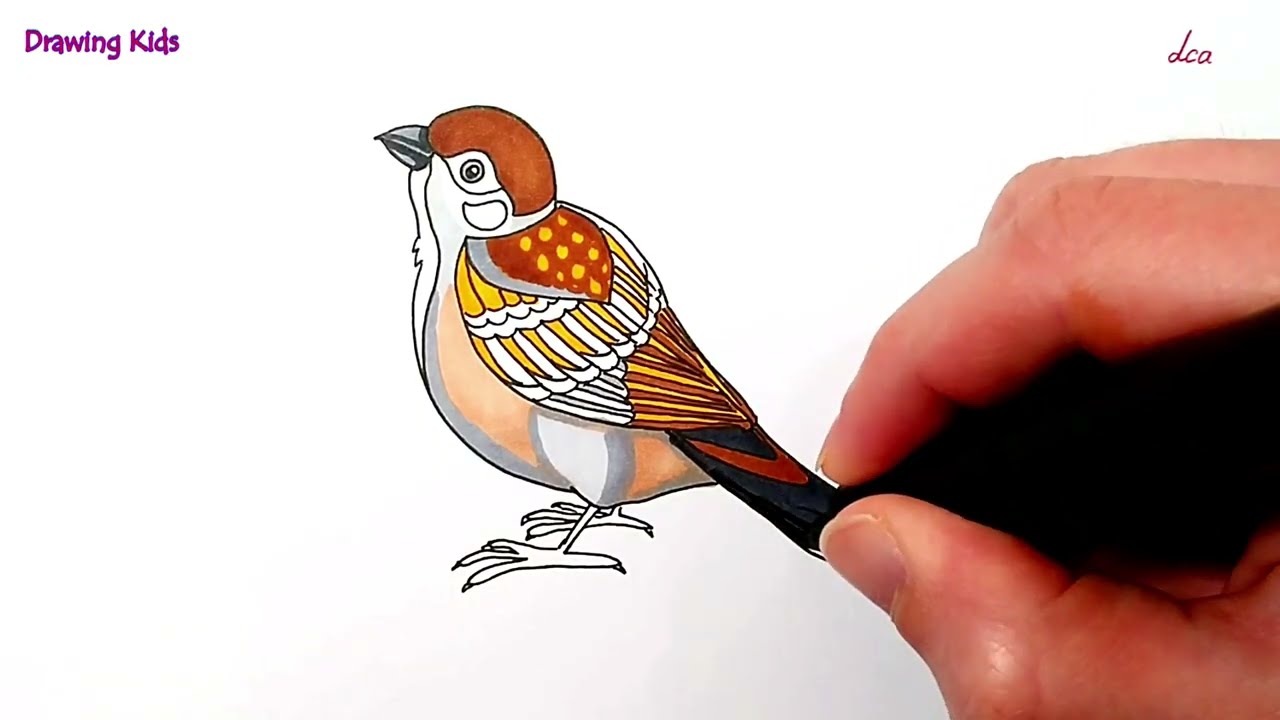 How to draw a House Sparrow
