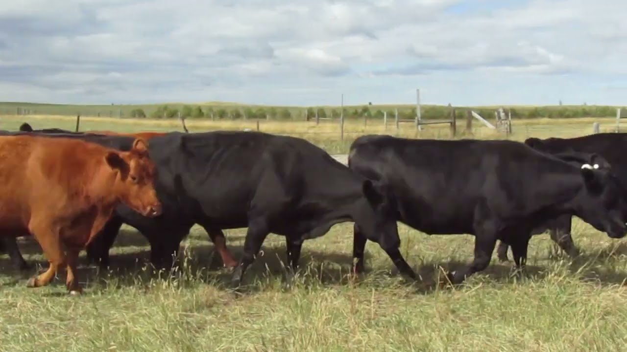 2023 Commercial Cows