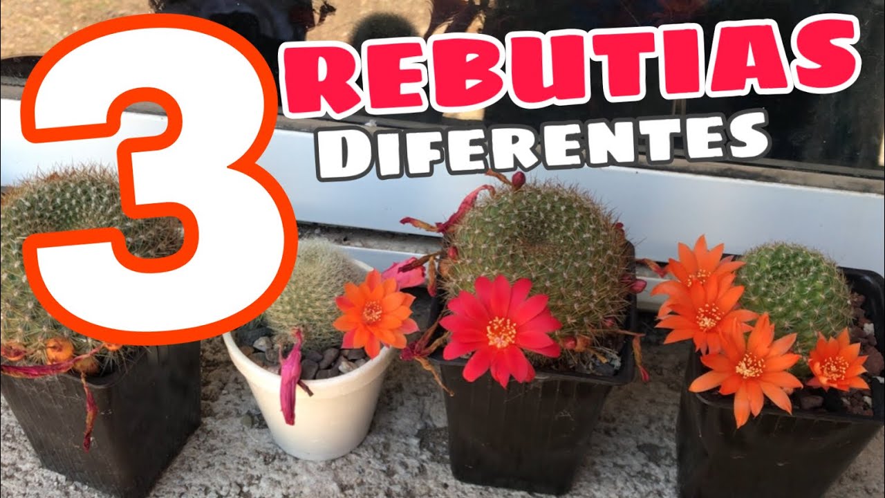 3 ESPECIES de REBUTIA diferentes y sus flores