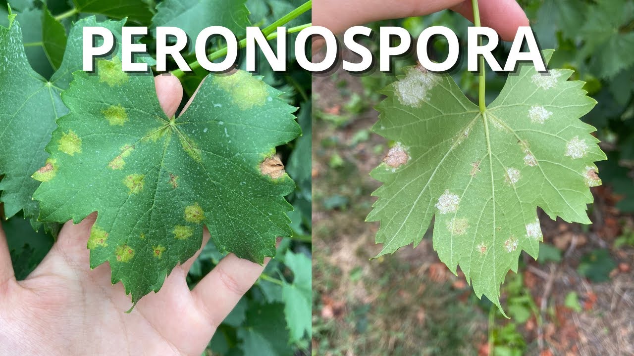 PERONOSPORA su vite e tante altre belle cose!