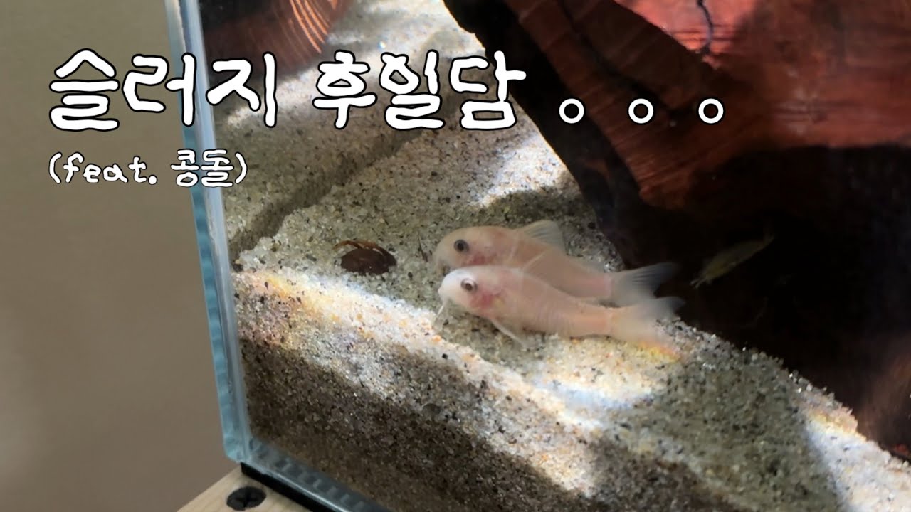 그래서 어항은 어떻게 됐냐면요...🫧 | 슬러지 이후 근황