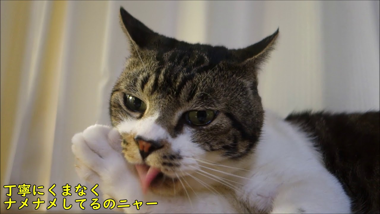 イカ耳でおててをナメナメする猫が可愛い♥右手を必死にグルーミングするリキちゃん【リキちゃんねる　猫動画】Cat video　キジトラ猫との暮らし