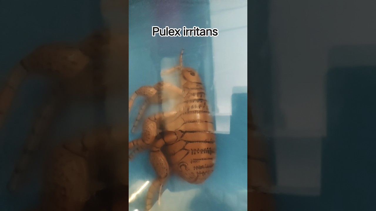 Pulex irritans 