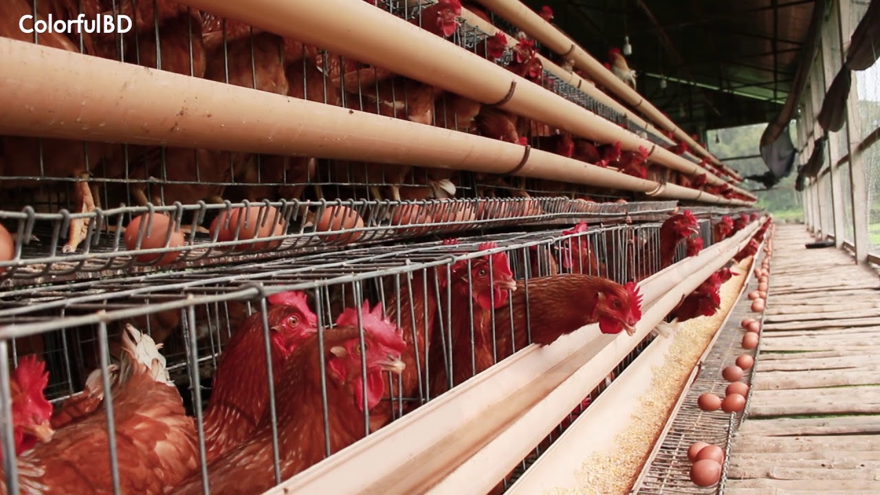 Integrated Fish & Poultry Farm | Low Cost Mixed Farming System | Integrated Farming Model
