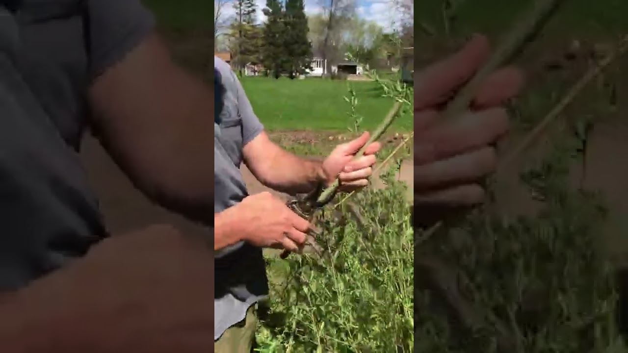 Stripping willow whips for wicker and bark tanning