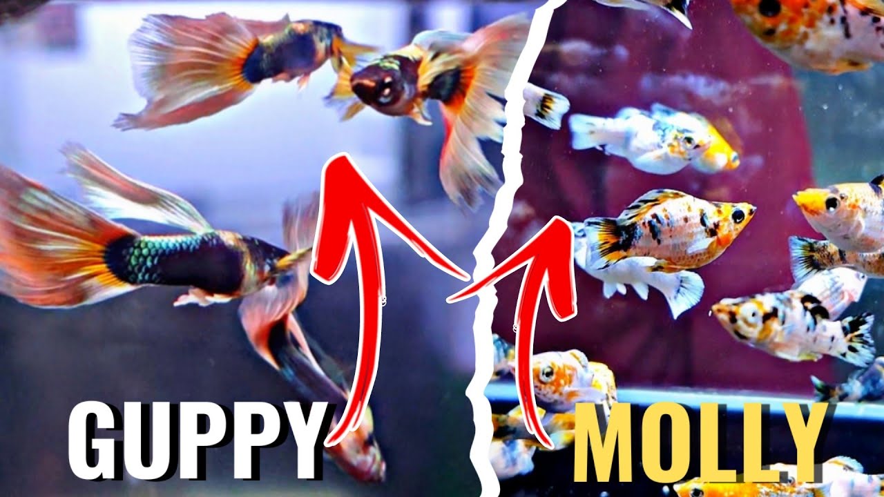 MOLLY DAN GUPPY DILAPAK INI BERBEDA DENGAN DILAPAK LAIN !!! UPDATE HARGA IKAN HIAS DI JATINEGARA