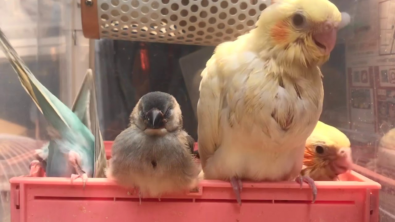 のんびりの横でわちゃわちゃセキセキインコ