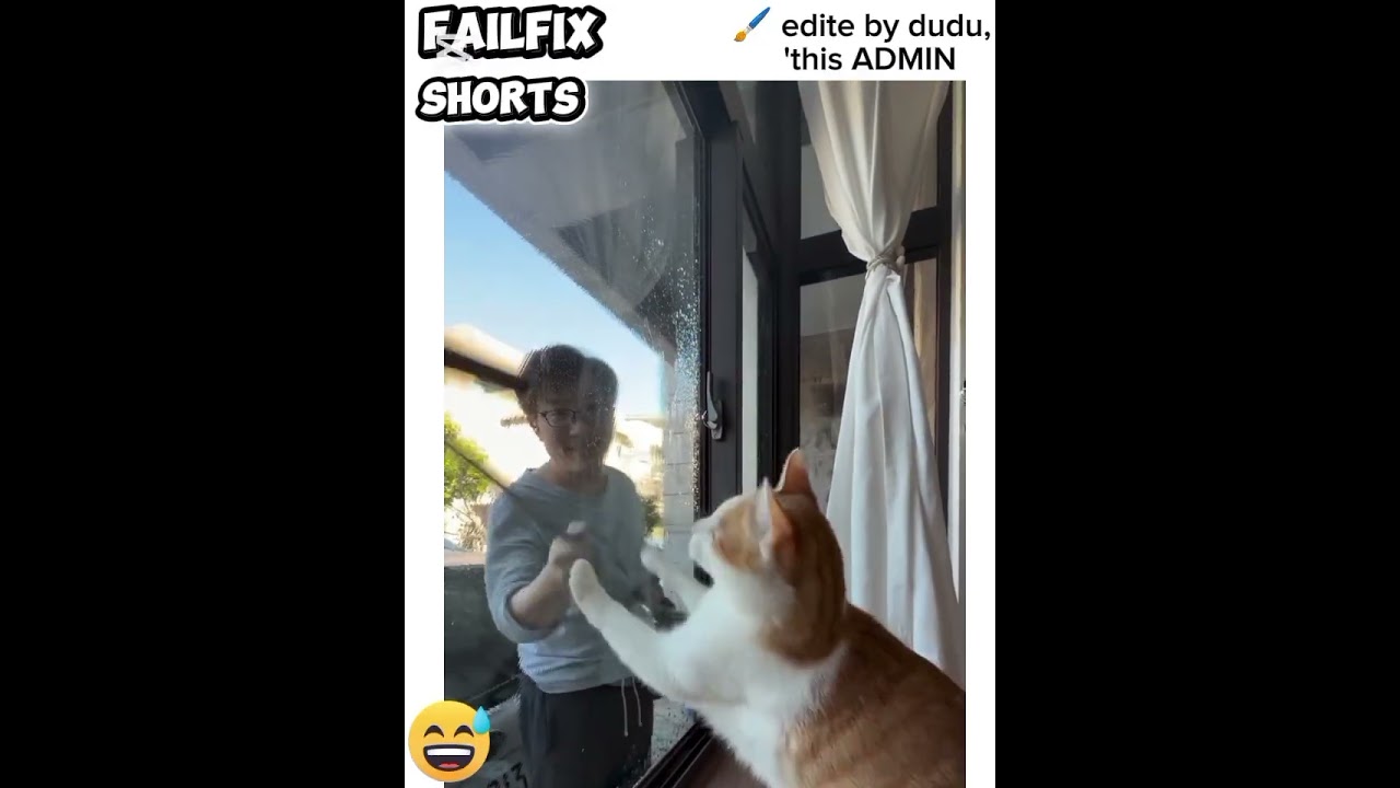 funny cat 2026 | funny fails | #shorts