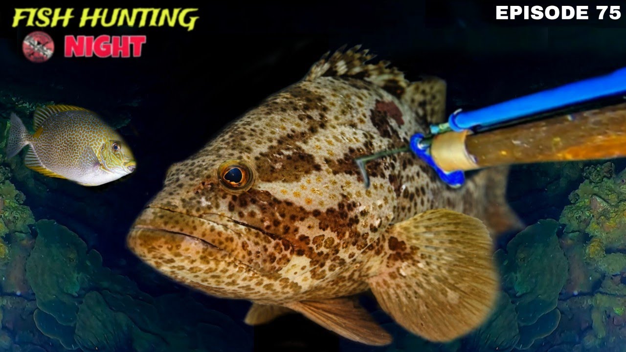 NIGHT SPEARFISHING EPISODE 75 FISH HUNTING NIGHT