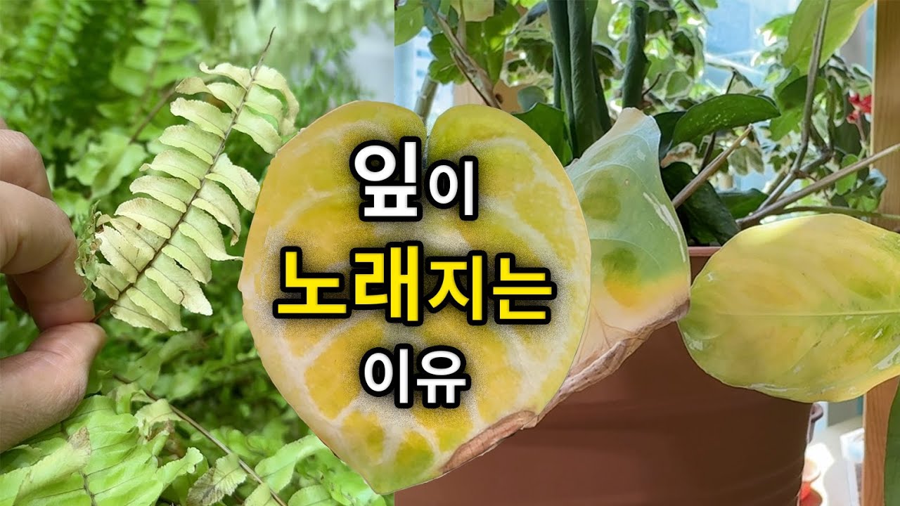 잎이 노래지는 이유