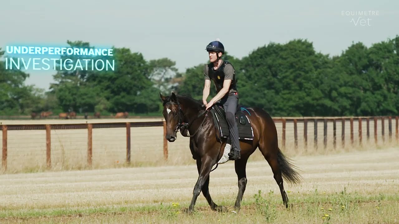 EQUIMETRE VET - Dedicated to equine health management 📊