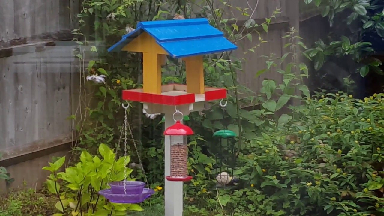 Great Tit