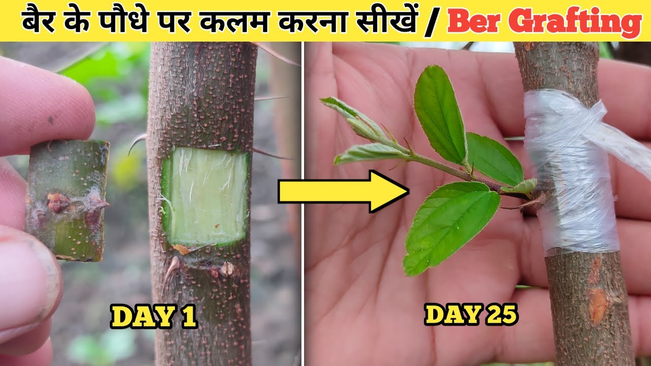 देशी बेर पर Apple ber की कलम कैसे करें । Grafting on Apple ber plant // Budding on Desi ber plant .